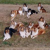 苏牧犬颜色