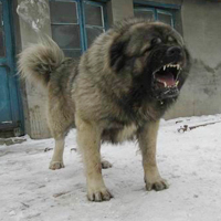 高加索牧羊犬颜色