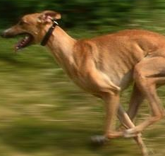 格力犬颜色