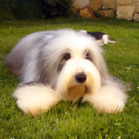 长须牧羊犬颜色