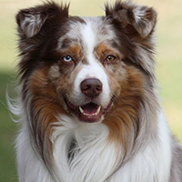 澳大利亚牧羊犬颜色