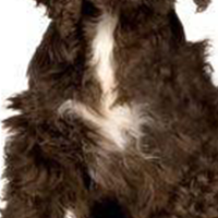 美国水猎犬胸部