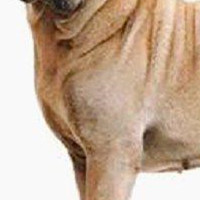沙皮犬胸部