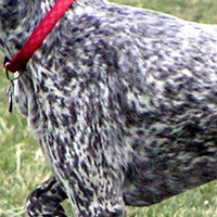 英国指示犬胸部