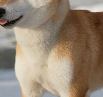 柴犬胸部