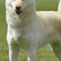 北海道犬胸部