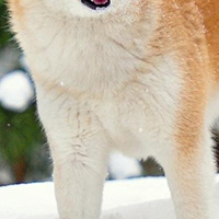 秋田犬胸部