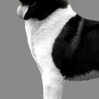 美国秋田犬胸部