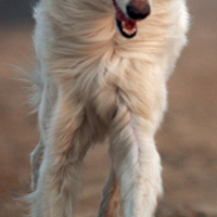 苏俄猎狼犬胸部
