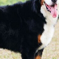 伯恩山犬胸部
