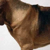 寻血猎犬胸部