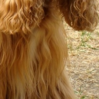 可卡犬胸部
