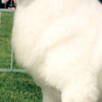 大白熊犬胸部