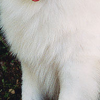 爱斯基摩犬胸部
