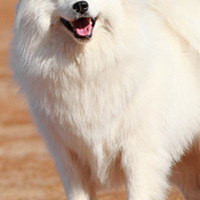 银狐犬胸部