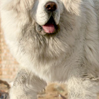 藏獒胸部