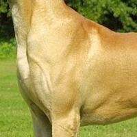 大丹犬胸部