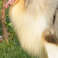 苏牧犬胸部