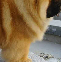 松狮犬胸部