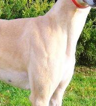 格力犬胸部