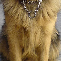 昆明犬胸部