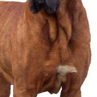 土佐犬胸部