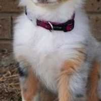 澳大利亚牧羊犬胸部
