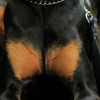 杜宾犬胸部