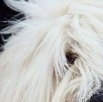 南俄罗斯牧羊犬眼睛