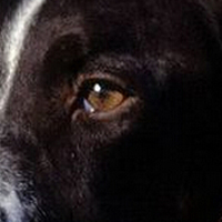 英国指示犬眼睛