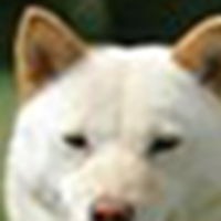 北海道犬眼睛