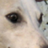 惠比特犬眼睛