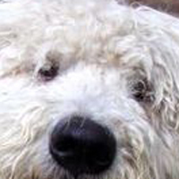 可蒙犬眼睛