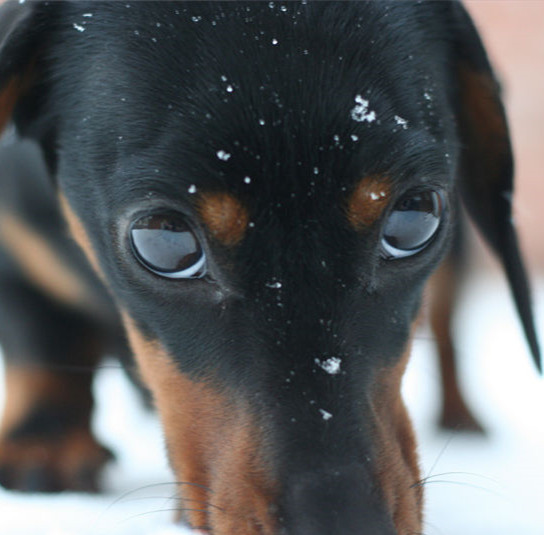 腊肠犬眼睛