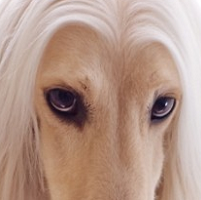 阿富汗猎犬眼睛