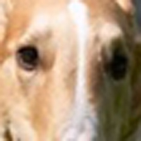 苏俄猎狼犬眼睛