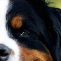 伯恩山犬眼睛