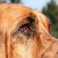 寻血猎犬眼睛