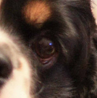 可卡犬眼睛