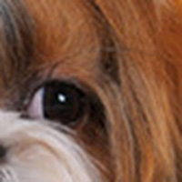 西施犬眼睛