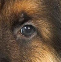 德国牧羊犬眼睛