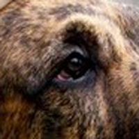 巴西獒犬眼睛