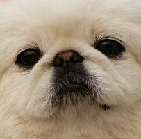 北京犬眼睛