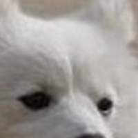 爱斯基摩犬眼睛