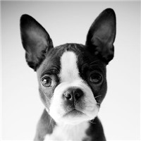 波士顿斗牛犬眼睛