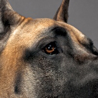 大丹犬眼睛