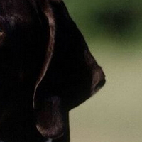 英国指示犬耳朵