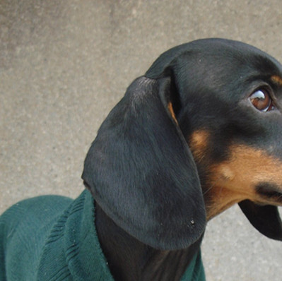 腊肠犬耳朵