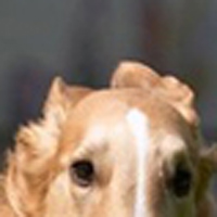 苏俄猎狼犬耳朵