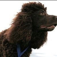 爱尔兰水犬耳朵